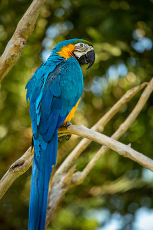 A blue and yellow macaw sits on a tree branch. Bird park in Ubud. Baliの写真素材