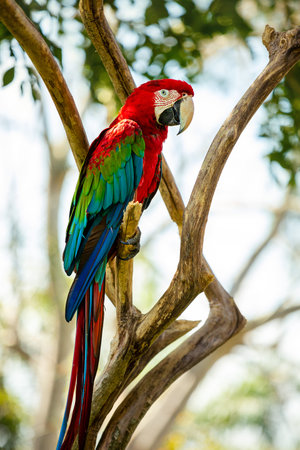 Beautiful red macaw sits on a tree branch. Bird park in Ubud. Bali
