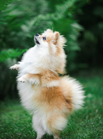 A handsome Spitz stands on its hind legs and looks up. Green backgroundの写真素材