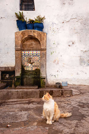 Big ginger cat sits near the old wall of the Medina in Essaouira, Moroccoの写真素材