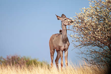 African saiga antelope near a flowering tree in the Kalahari Desert. Namibiaの写真素材
