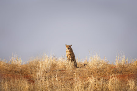 A large leopard sits and looks directly into the camera in the in the Kalahari Desert. Namibia.