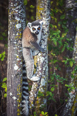 A ring-shaped lemur (lemur catta) sits on a tree in the Anja Nature Reserve, Madagascar.の写真素材
