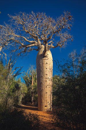 Baobab tree at Reniala Private Reserve in Mangil (Infati Bay, South Madagascar)