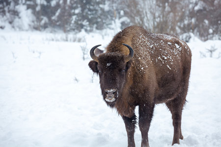 European bison (Bison bonasus) in the Skole Beskydy national park in winter, Carpathians, Ukraineの写真素材