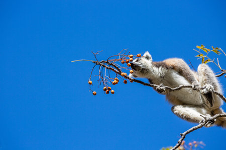 A ring-shaped lemur (lemur catta) sits on a tree. Blue background. Madagascar.