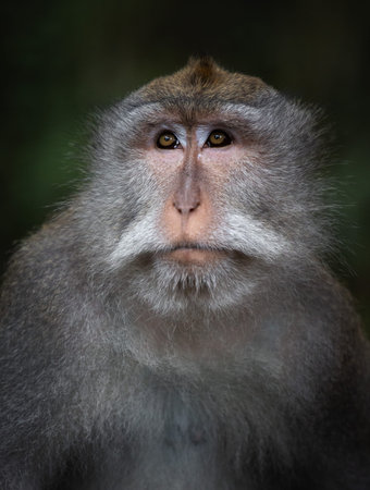 Monkey portrait in Ubud sacred monkey forest, Bali, Indonesia