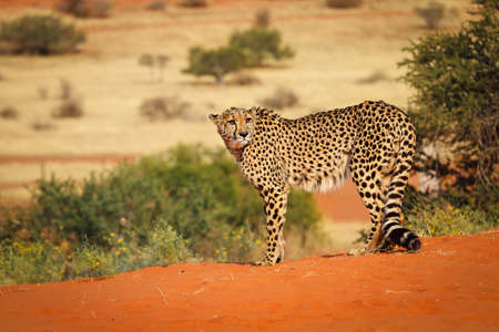 Large leopard in the Kalahari desert. Namibia.の写真素材