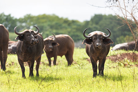 A group of African buffaloes is located in Tsavo National Park, Kenya.