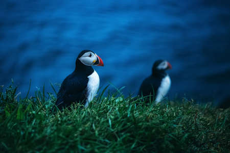 Atlantic puffins at Latrabjarg cliff, Iceland. Evening time.の写真素材