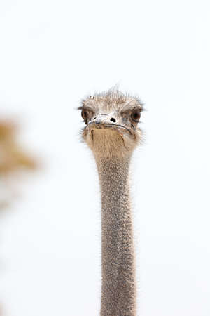 Portrait of an ostrich. Etosha. Namibiaの写真素材