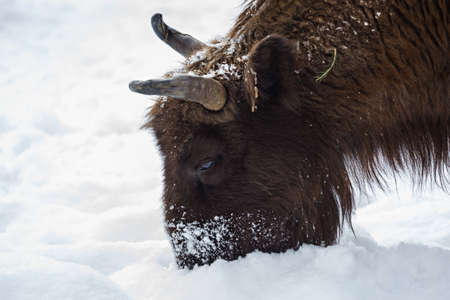 The bison is looking for food in the snow. Carpathians, Ukraineの写真素材