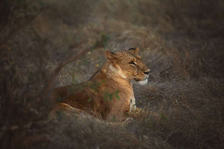 The lioness lies in the bushes. Tsavo National Park in Africa, Kenyaの写真素材