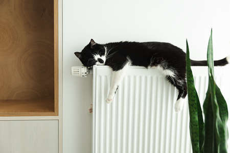 The cat lies on a heating radiator. The cat warms up on the batteryの写真素材