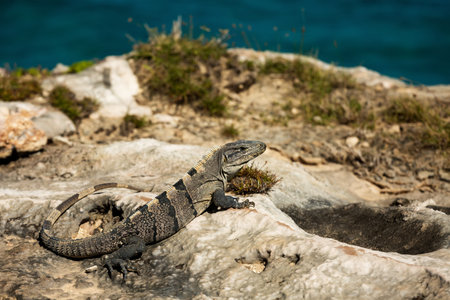 Iguana by the sea on the island of Isla Mujeres. Mexico