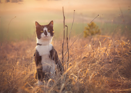 Black and white cat in the grass at sunsetの写真素材