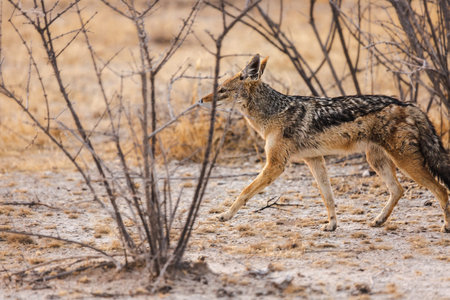 A jackal walks near the bushes in the Etosha National Park. Namibia
