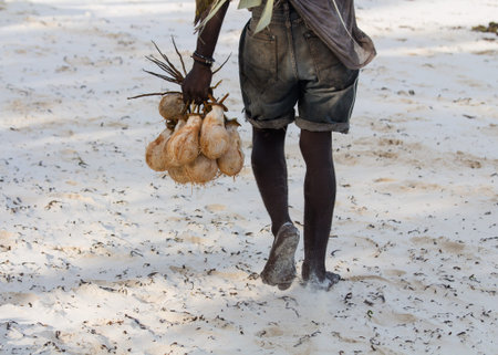 African man carries coconuts on the beach of Zanzibar island, Tanzania, Africa.