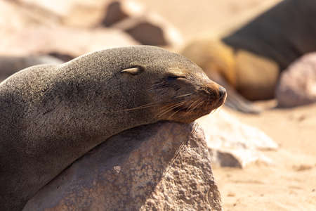 The fur seal lies on a stone and sleeps. Cape Cross on the southwest coast of Africa, in Namibia.の写真素材
