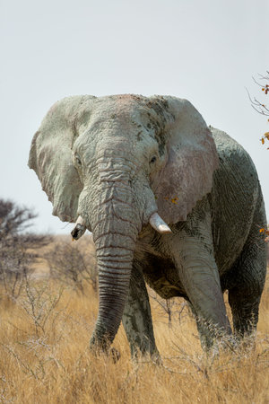 African Elephant (Loxodonta africana), Etosha National Park, Namibia.