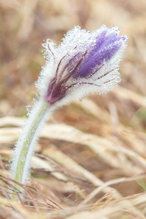 Spring flower sleep-grass covered with dew at dawn.