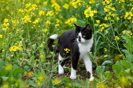 Black and white cat in a field with yellow flowers.の写真素材