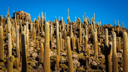 Giant cacti on the island of Incahuasi in the flat salt marsh desert of Uyuni, Bolivia.