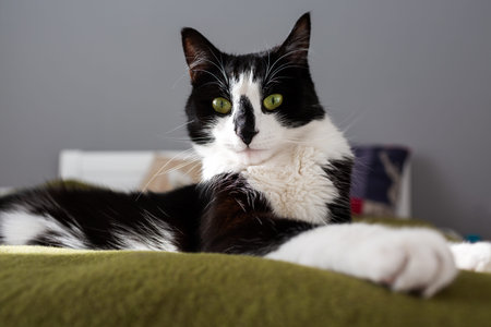 Black and white cat lying on the bed. home environment.