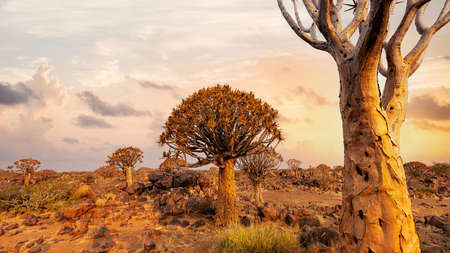Quiver trees or Aloe dichotomy at sunset Keetmanshoop, Namibiaの写真素材