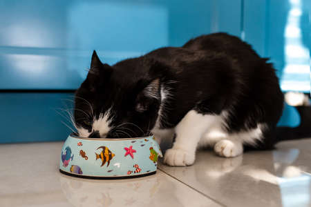 The cat eats from a cat bowl of food. Pet.の写真素材