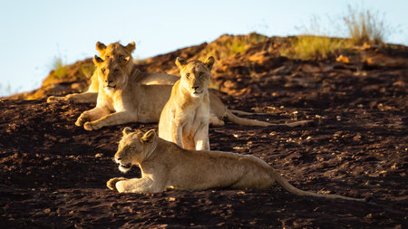 A group of lionesses bask in the sun. Kenya. African safari .Simbaの写真素材