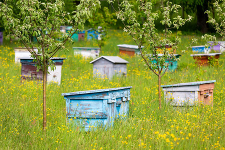 Wooden colorful beehives on a green flower meadow. selective focus.