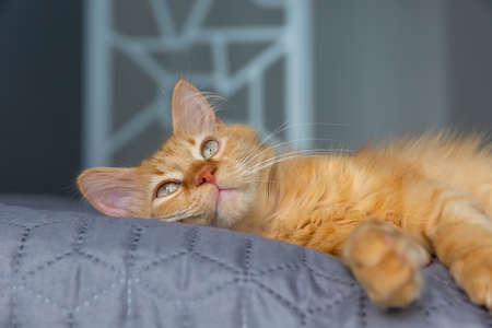 Cute red cat lying on the bed.の写真素材