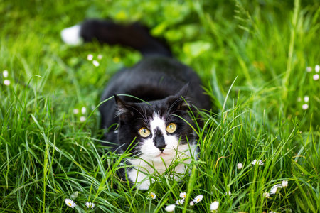 Cat in the pose of a hunter in the green grass.