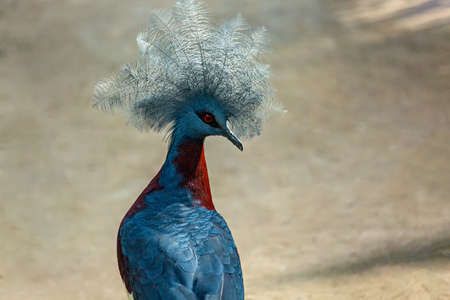 Portrait of a blue crowned dove. Bali. Indonesiaの写真素材