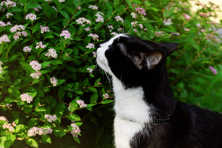 Black and white cat sniffs flowers on the bushesの写真素材