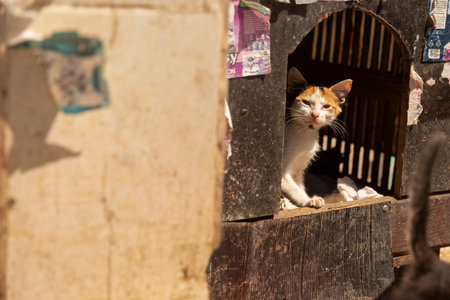 A street cat peeks out of a cat house.