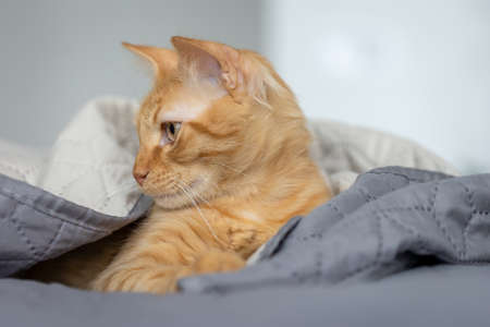 Red cat lies in bed under the covers.の写真素材