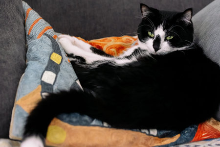 Black and white cat lies on a pillow.