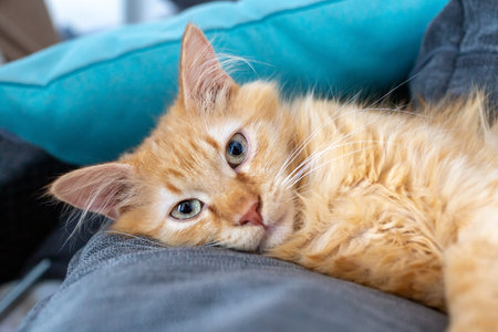 A fluffy red cat lies on a pillow.の写真素材