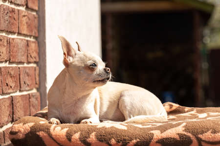 Cute chihuahua dog sits near the house and looks to the side.の写真素材