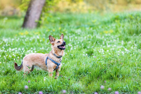 Portrait of a terrier on a meadow green with flowers.の写真素材