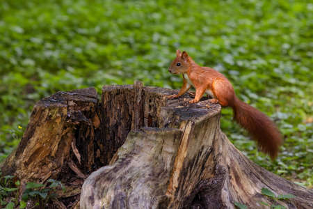 The squirrel sits on a tree stump in the park.の写真素材
