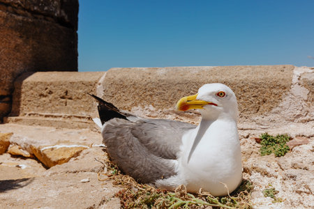 Portrait of a large seagull sitting on a stone towerの写真素材