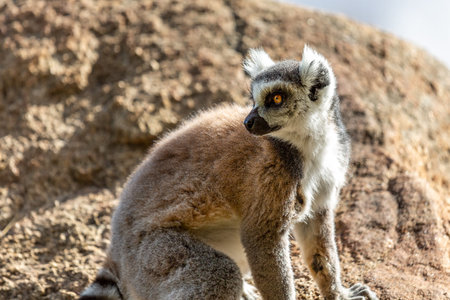 Portrait of Ring-tailed lemur (lemur catta) in profile. Reserve Anzha. Madagascar.