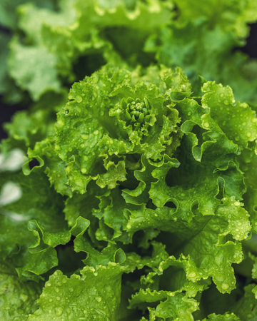 Lettuce leaves with rain water drops .Healthy food