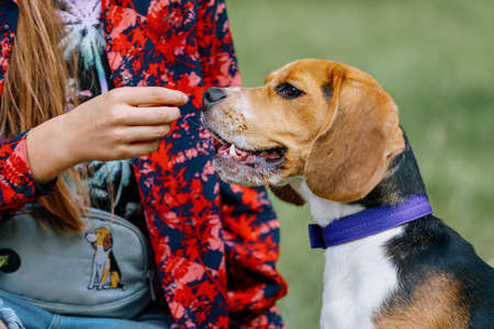 The girl feeds the Beagle dog.の写真素材
