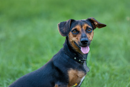 Portrait of a Shorthaired Pinscher in front of a green backgroundの写真素材