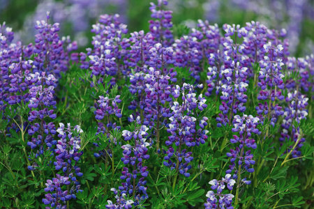 beautiful lupine flowers. floral background.の写真素材