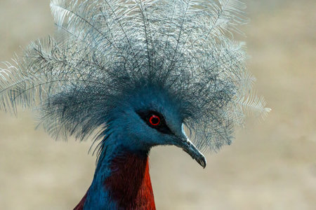 Portrait of a blue crowned dove. Closeup. Bali. Indonesiaの写真素材